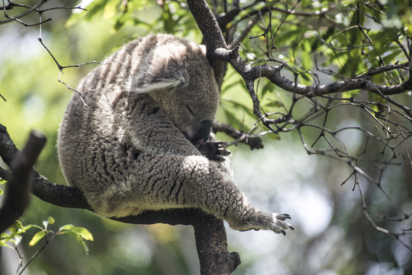 australia-mis-koala-infoloty.jpg